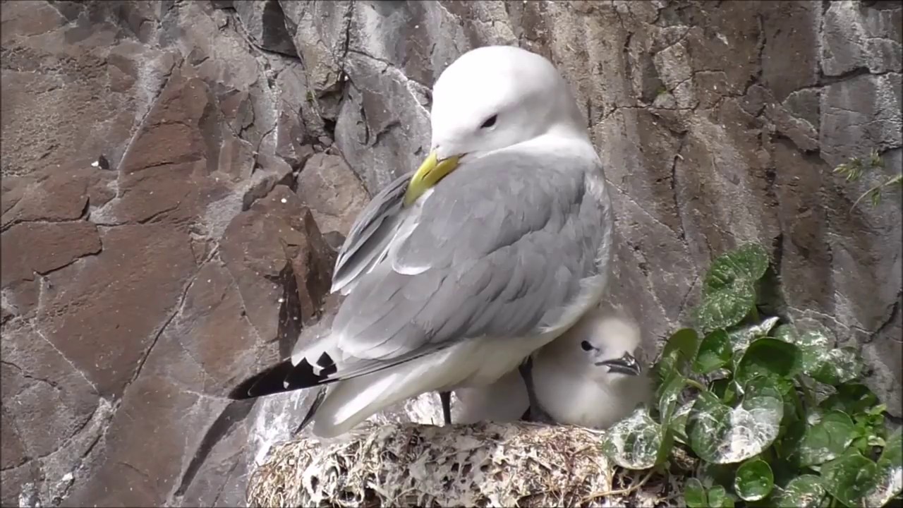 Black-legged Kittiwake breeding colony.