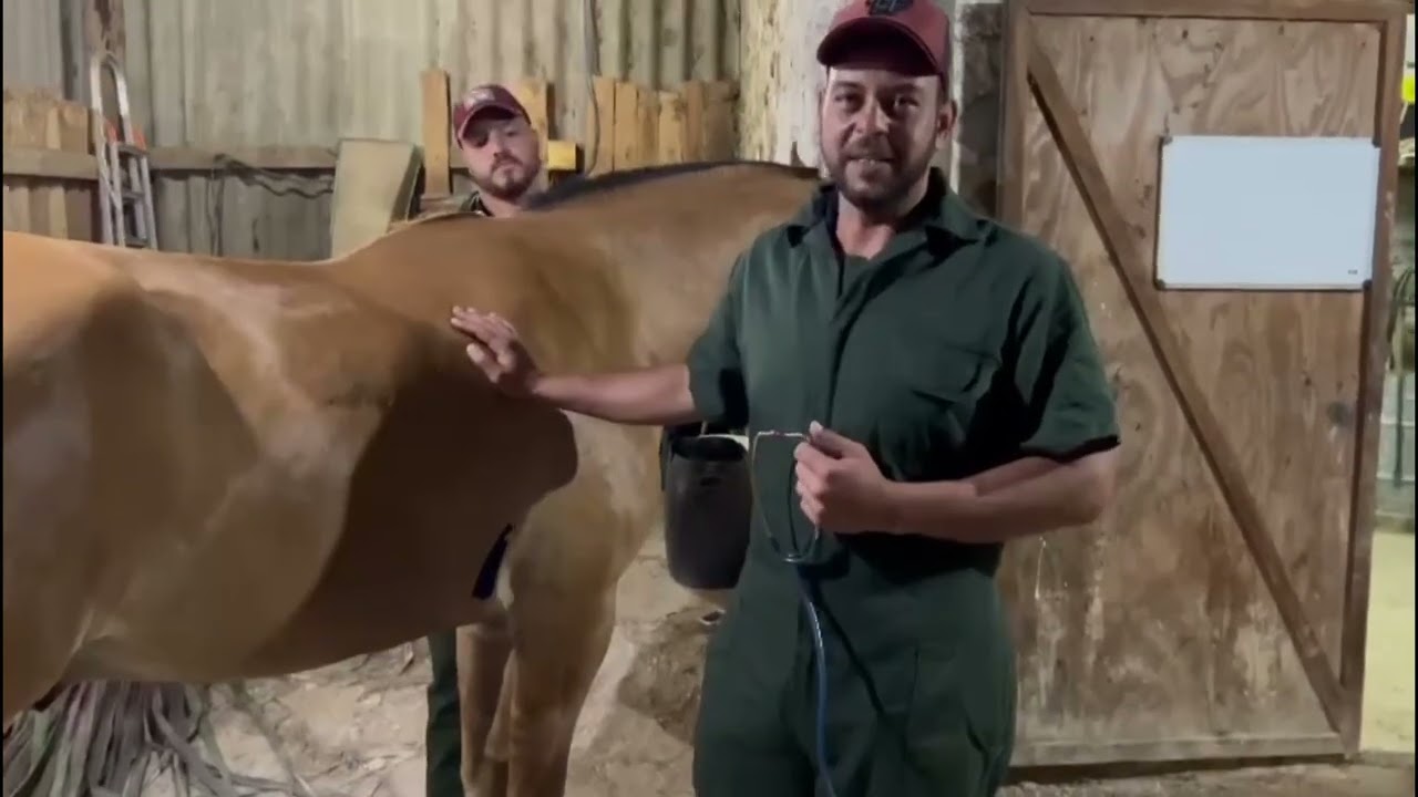 SEMIOLOGIA SISTEMA CIRCULATÓRIO EQUINO.