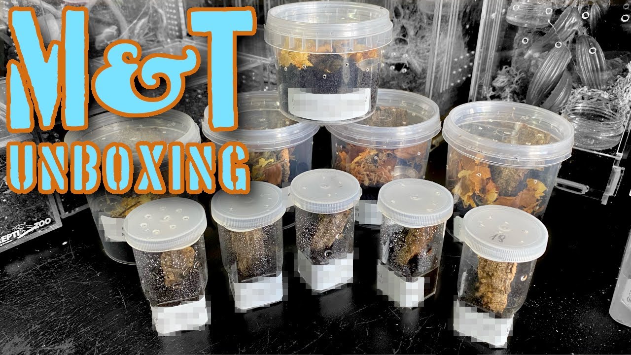 Mystery Box Unboxing #spiders #tarantulas #tarantula #inverts