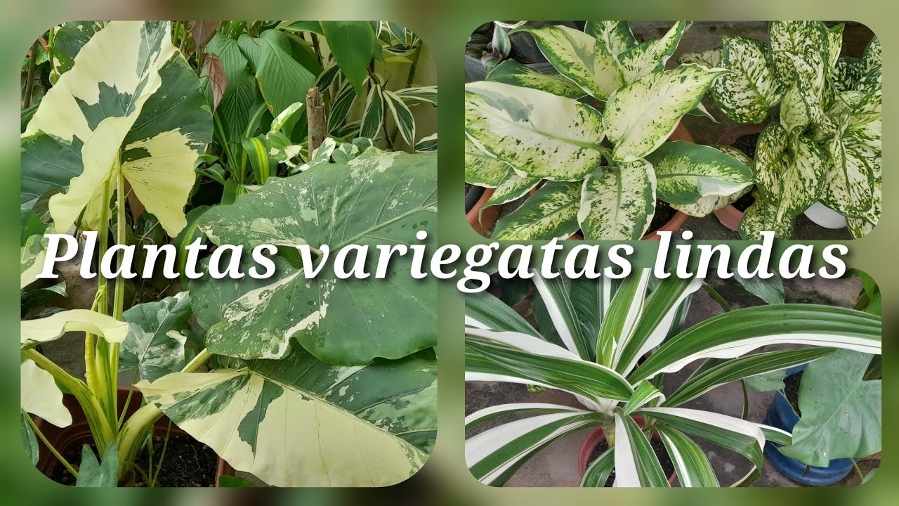 UM TOUR PELAS PLANTAS VARIEGATAS E UMA MEGA NOVIDADE 😍😍