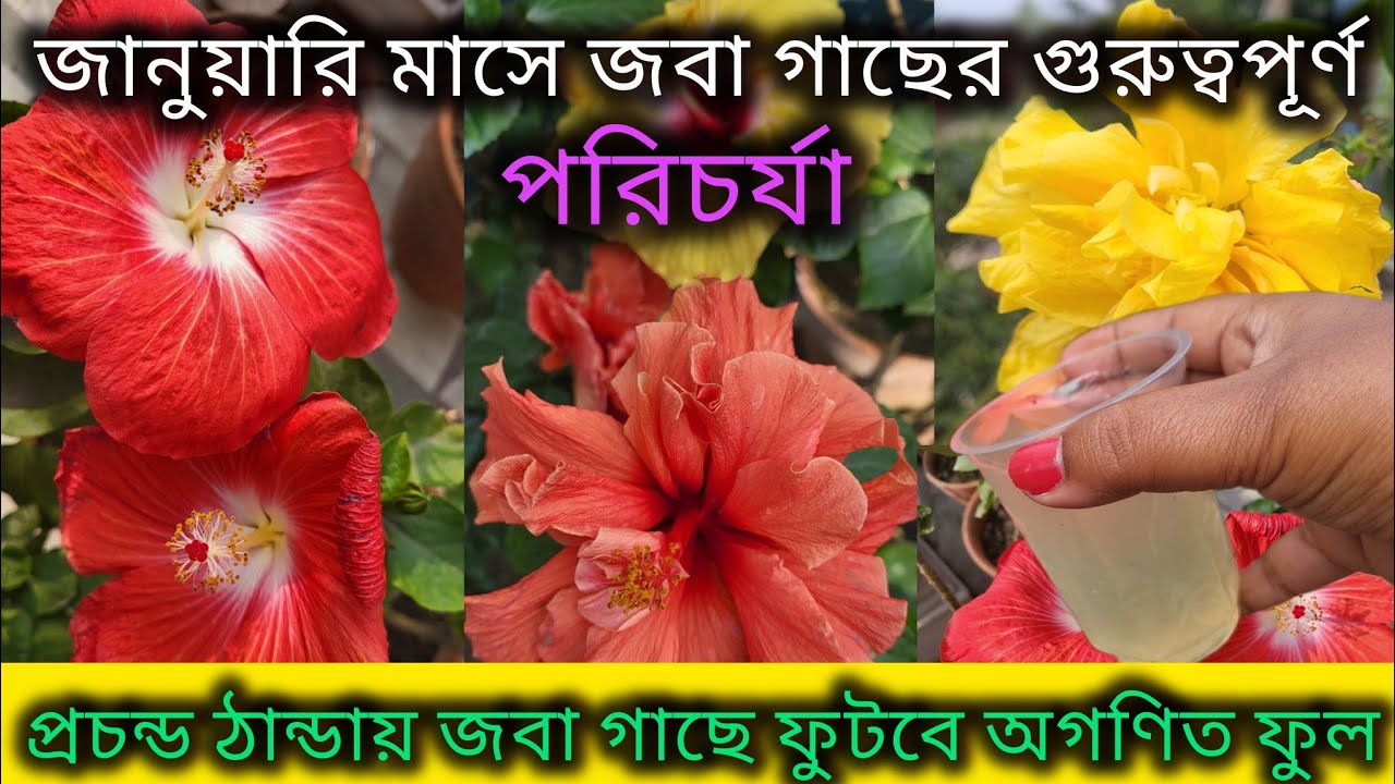 প্রচন্ড ঠান্ডাতে জবা গাছের পরিচর্যা/Hibiscus plant care in January/Winter care of Hibiscus plant. 