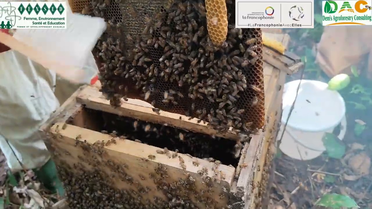 Formation pratique des Pygmées Baka en Apiculture Moderne (Minvoul, Nord Gabon)