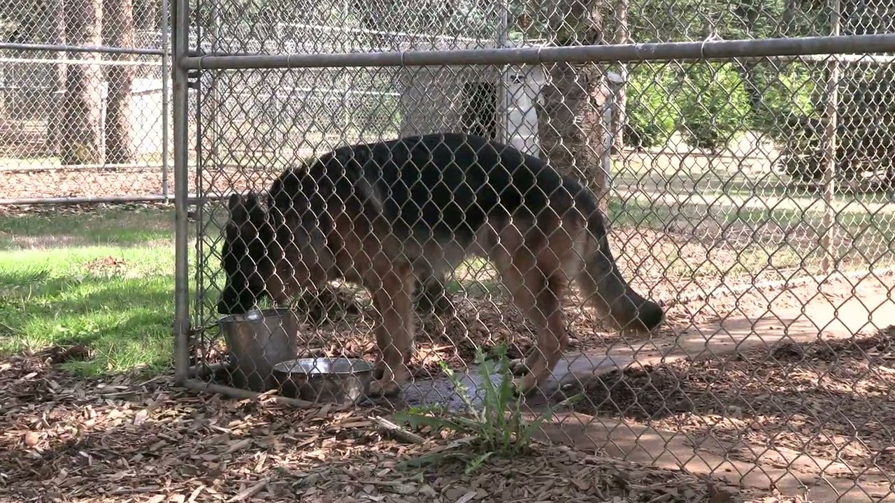 Welcome To America, Just Arrived from Germany! Kraftwork K9 Pros Newest Pact Members.