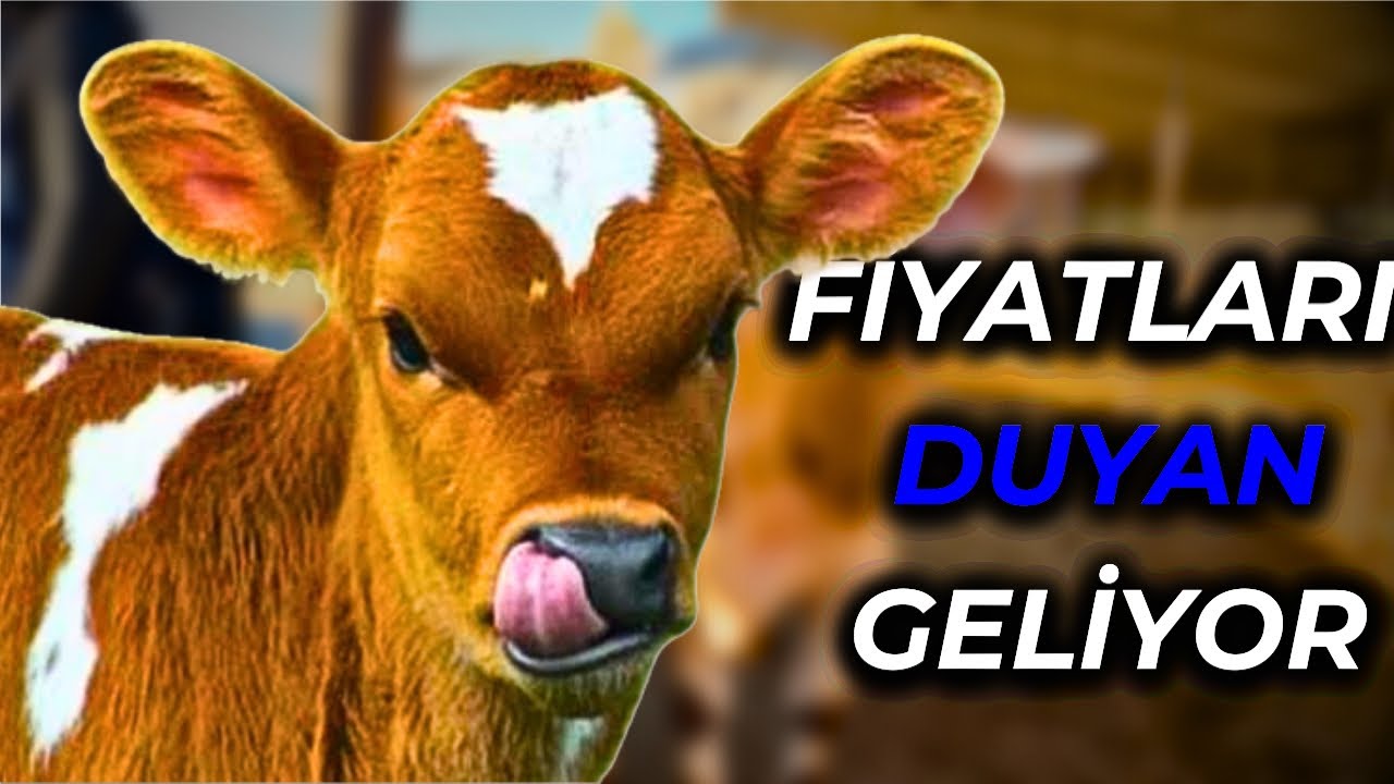 BEDAVADAN BİRAZ PAHALI TEK HAYVAN PAZARI | PAZARA GELEN BOŞ GİTMİYOR