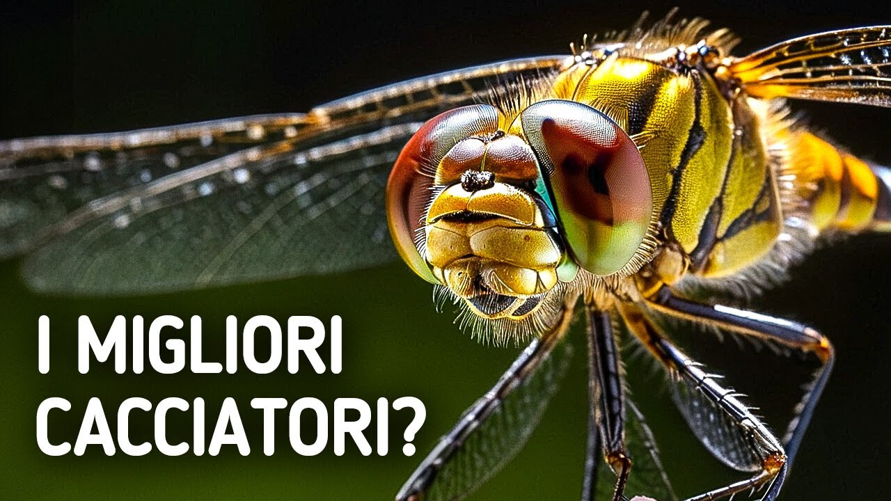 Se le libellule fossero più grandi, governerebbero la catena alimentare