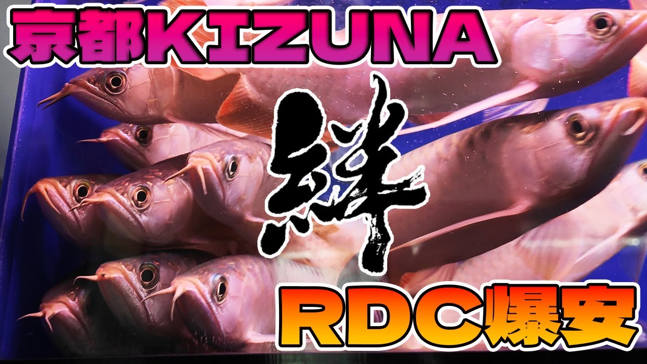 京都KIZUNAリニューアルオープン！ベタ赤RDC世界最安放出！トリトン水槽プレゼントやマインライトプレゼント！さらに超高級金魚も市場半額！㊙プレゼントあり！