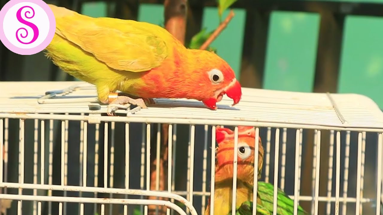 Burung Lovebird Shoffa yang Baru | Sofia Nature