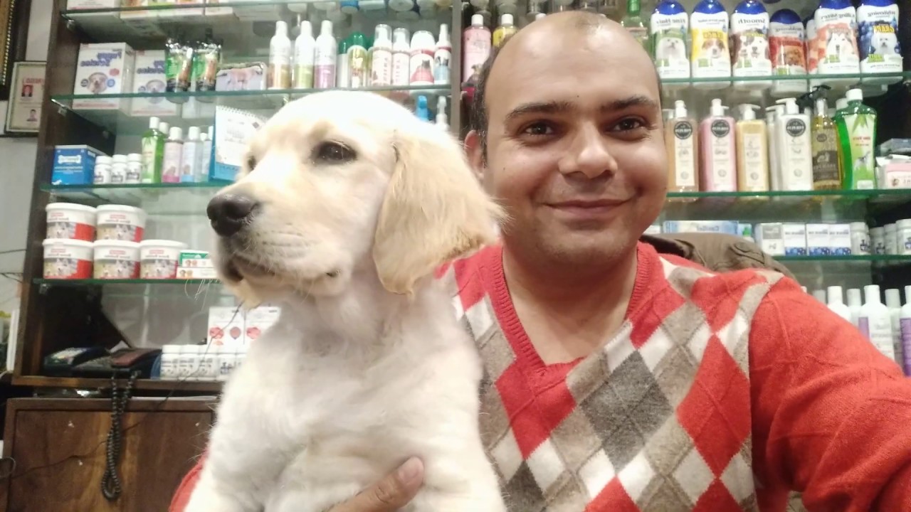 Know all about a Golden Retriever Dog. By Baadal Bhandaari Pathankot 9878474748