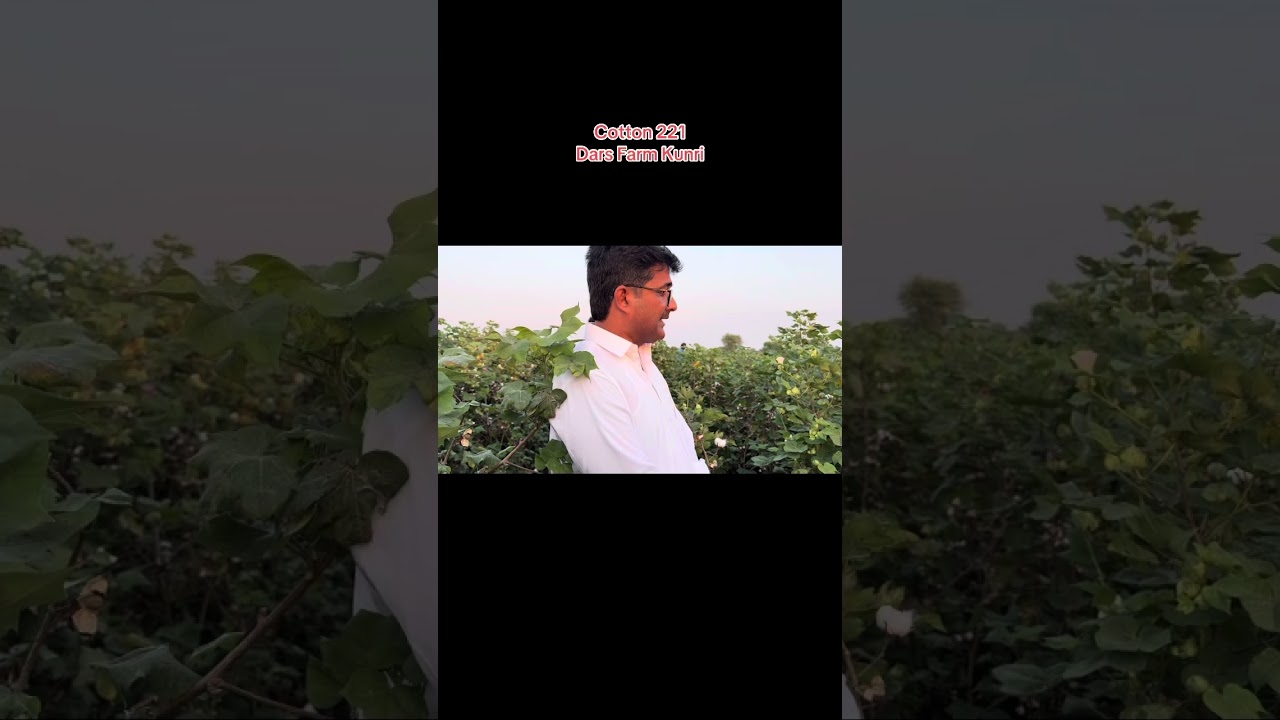 Cotton Variety NS 221|Dars Farm Kunri Distt Umerkot