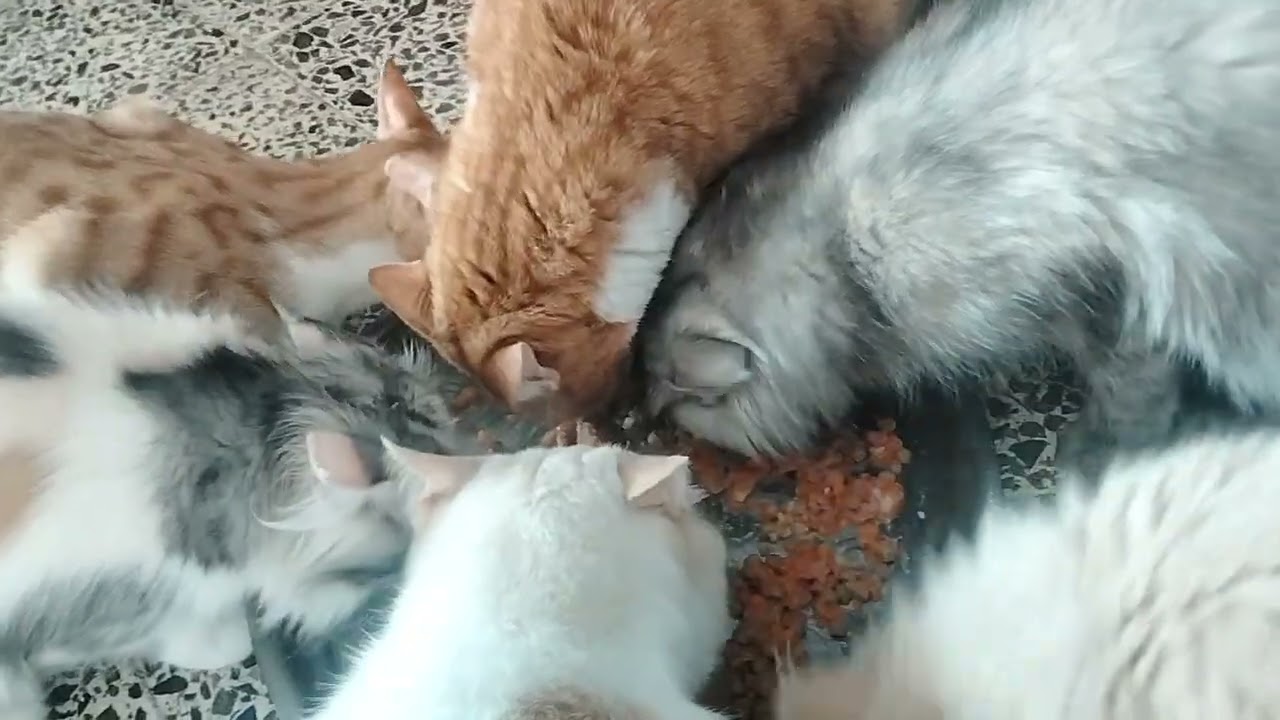 Hungry cat's can't wait for Food #cat #video
