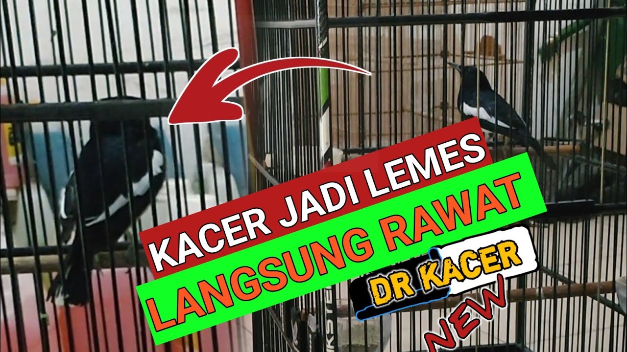 KACER LEMES STAMINA MENURUN RAWATAN KACER SALAH| DR KACER TERBARU