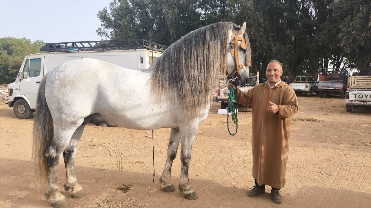 مع خوكم حميد يوم دخل عود زرك ملكي عجبني خرجت معاه حتى برا و خيل مجودة