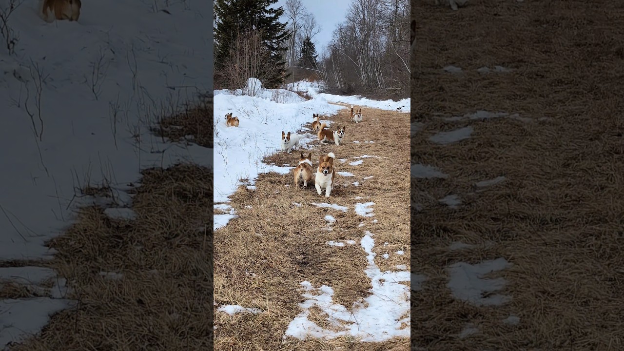 Corgi Pack Having Fun on a Game Trail | #hiking #northeast #doglife