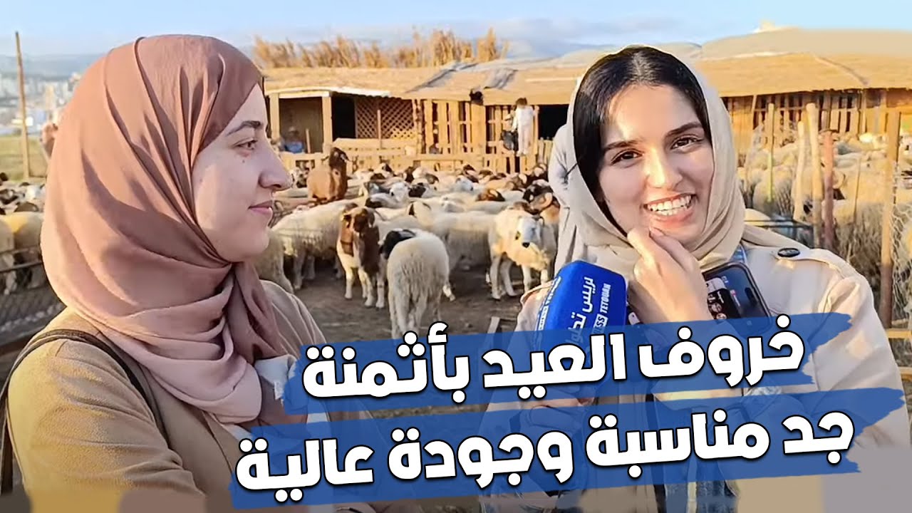 تطوان...خروف العيد بأثمنة جد مناسبة وجودة عالية بمزرعة بلال داوود لبيع المواشي بحي اللوحة