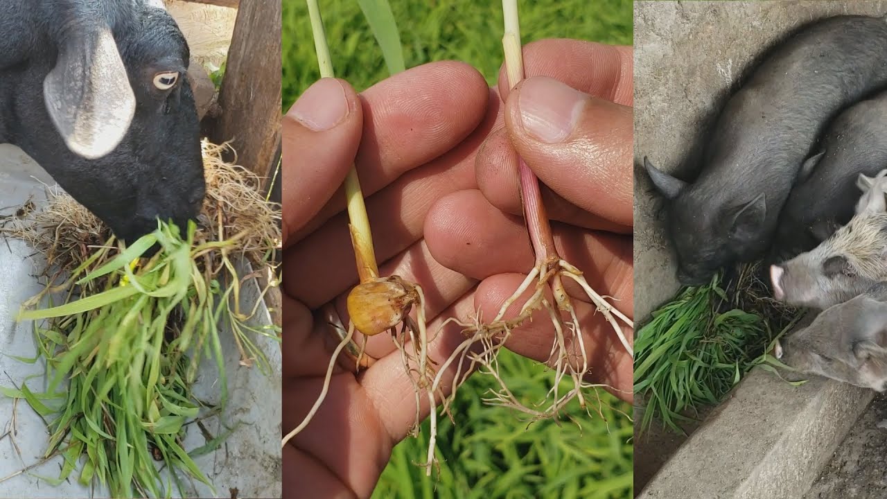 Ração completa para animais no sítio | Alimentação com todos os nutrientes para os animais