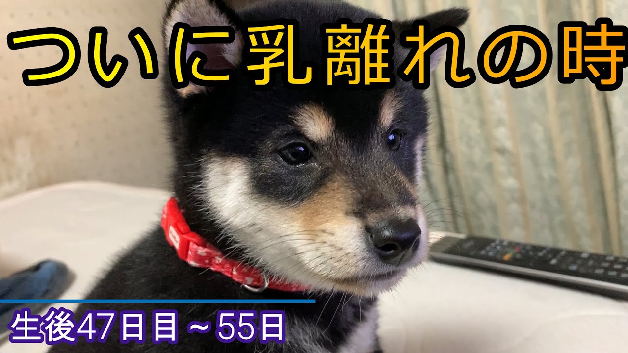 柴犬乳離れ　スキを突いてお乳を狙うも全てブロックされる