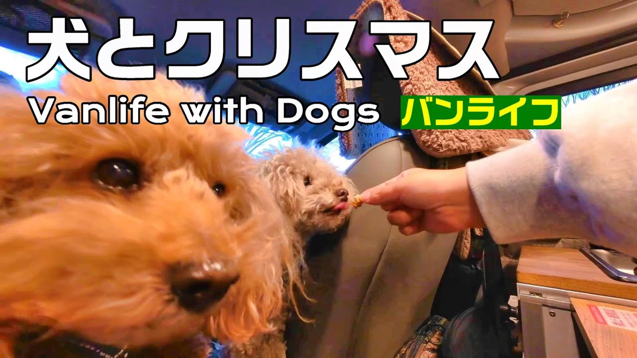 【バンライフ】キャンピングカー車内で犬たちと過ごすクリスマス｜ひこまカフェ｜バンライフ｜INUVAN│キャンピングカー│