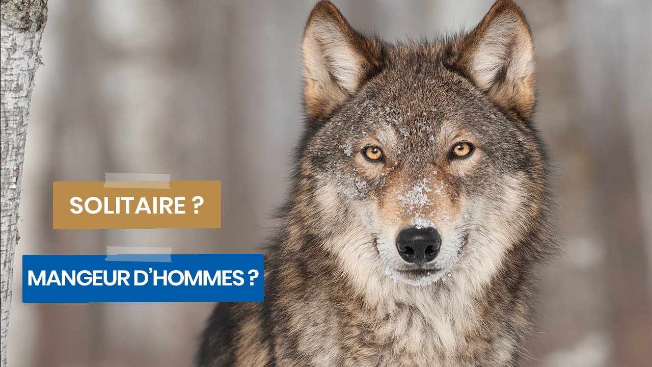 La VÉRITÉ sur le LOUP