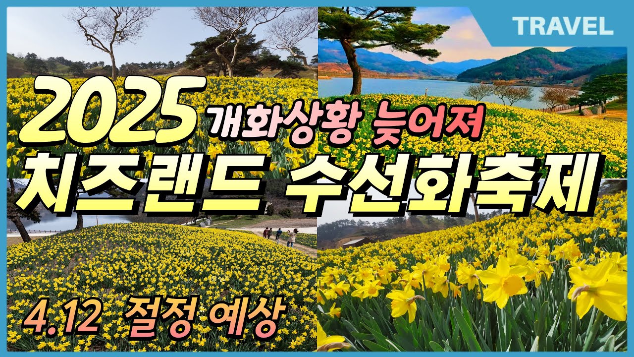 황금빛 물결 수선화, 지리산치즈랜드 수선화축제 개화 상황 늦어져 4.12월 절정 예상 #지리산치즈랜드, #치즈랜드수선화, #수선화,