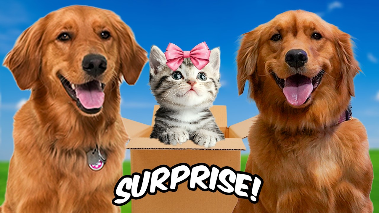 I Surprised My Dog With THIS…