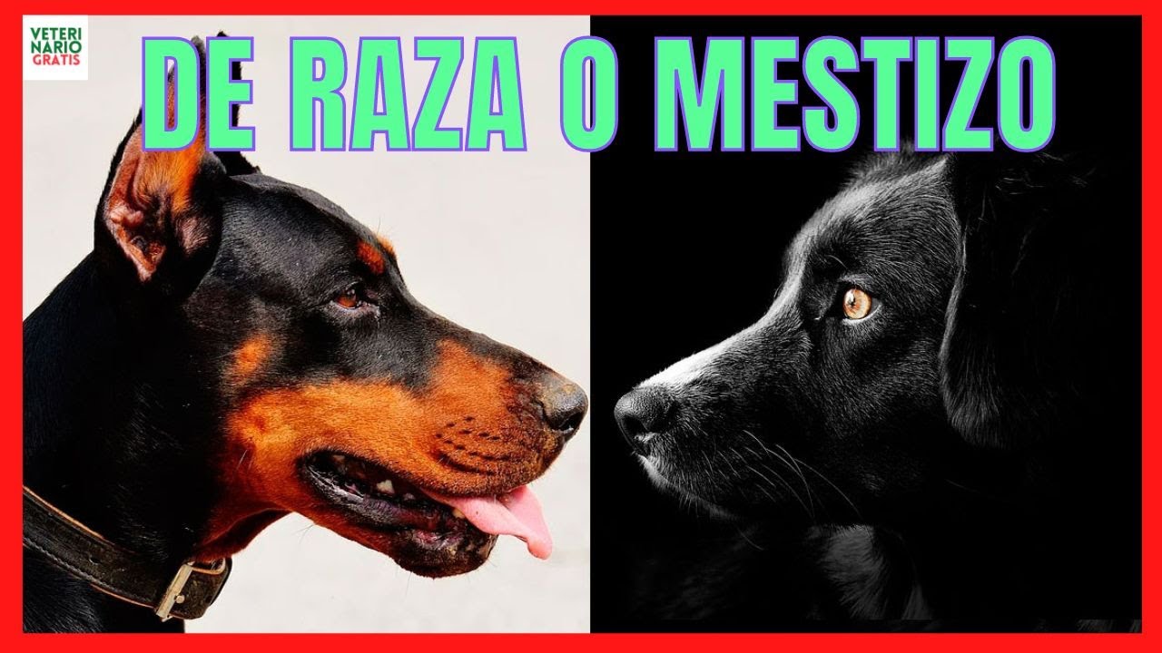 💖 ¿QUE ES MEJOR UN PERRO DE RAZA O UNO MESTIZO? 💖