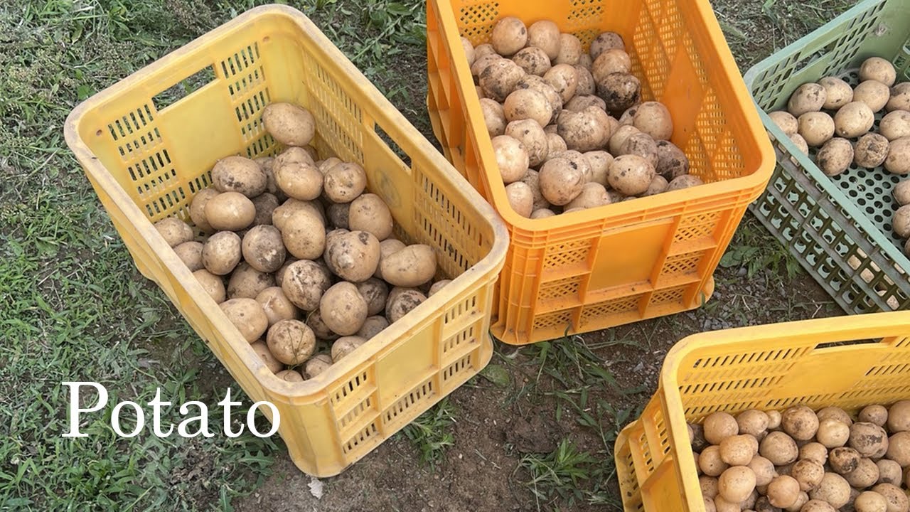 씨감자부터 수확까지, 감자 농사 기록