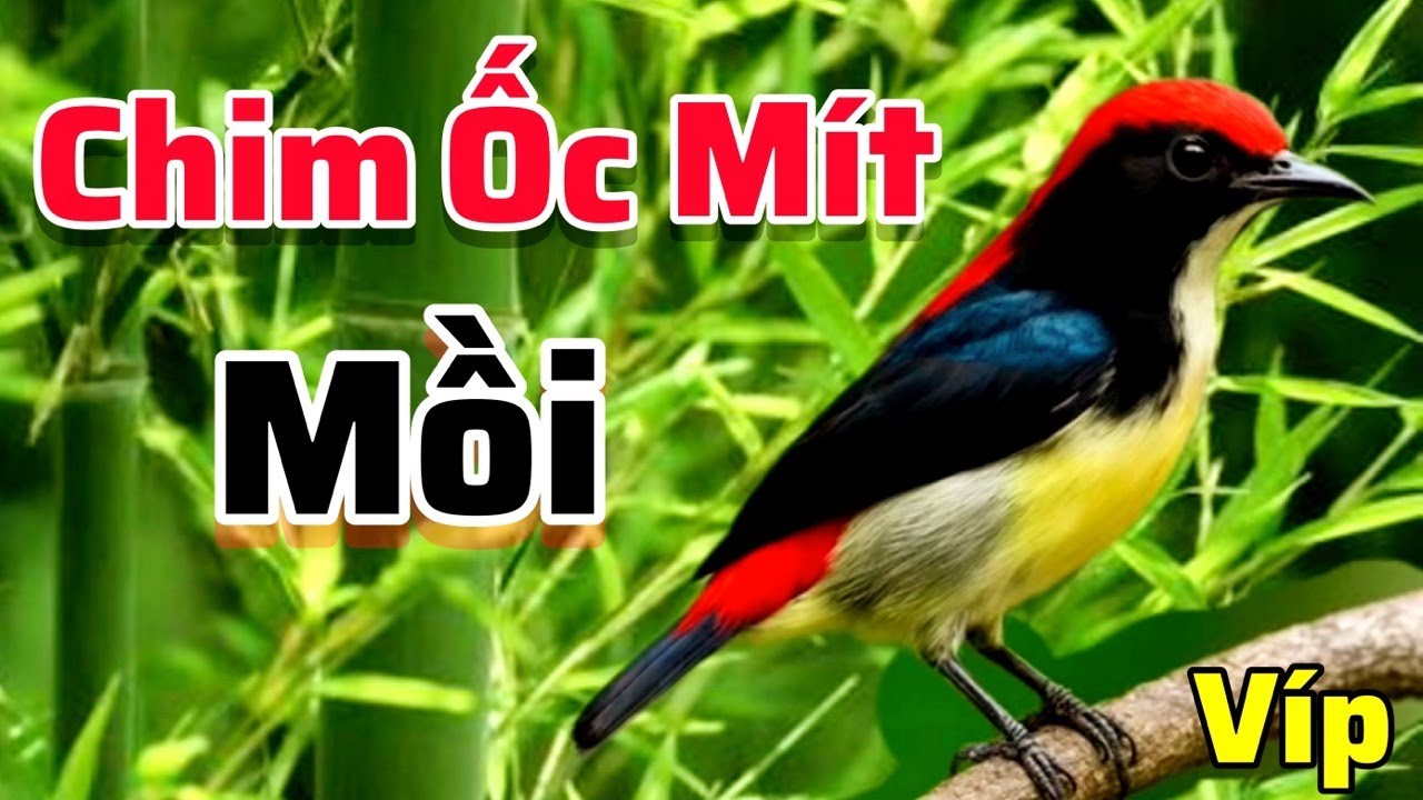 Tiếng Chim Ốc Mít Mồi Gọi Mép Cam Chuẩn Không Tạp Âm.Bẫy Là Dính - Âm Thanh Dùng Đi Bẫy