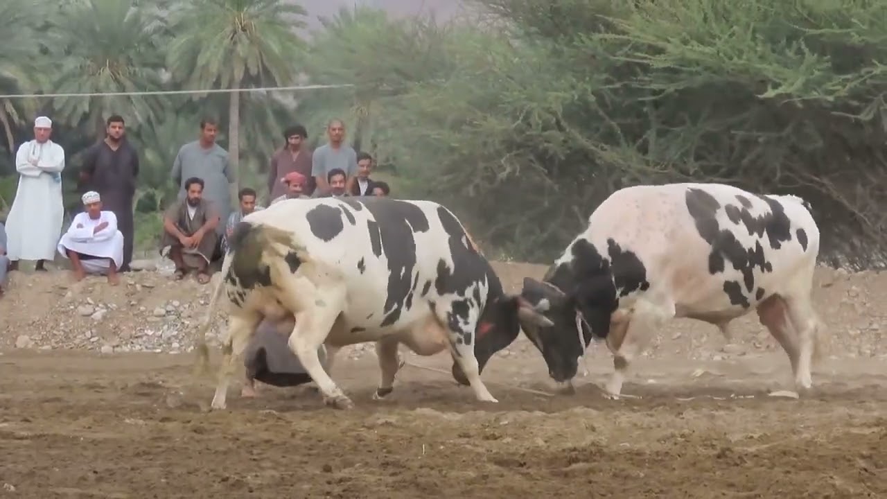 الشنجوب و البانيان