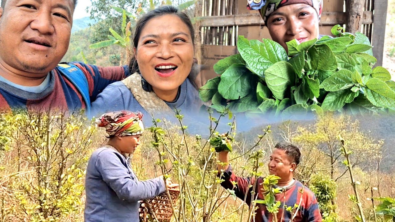 HARVEST NATURAL VEGETABLES WITH MY WIFE||COUPLE VLOG||ANPHUI HOLTOH KIDEI GAHKOP KIT UTE😍☺️🫶