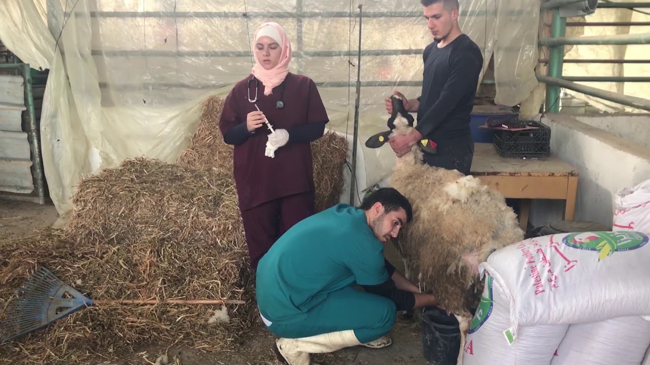 وصف مساق عيادة بيطرية 1 / كلية الزراعة والطب البيطري / جامعة النجاح الوطنية