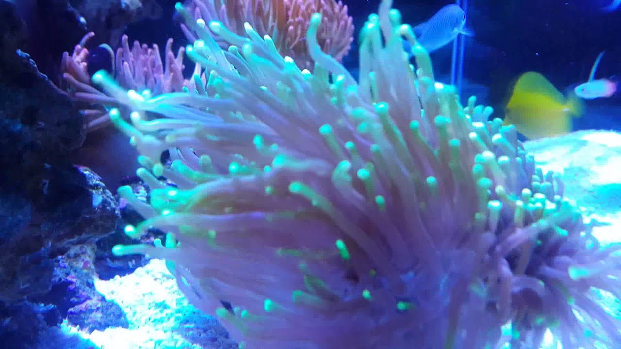 Coral Update