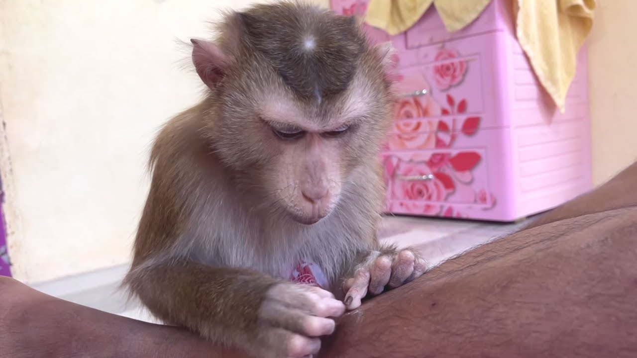Monkey OLD Good Grooming Leg Nonstop, She Miss Daddy