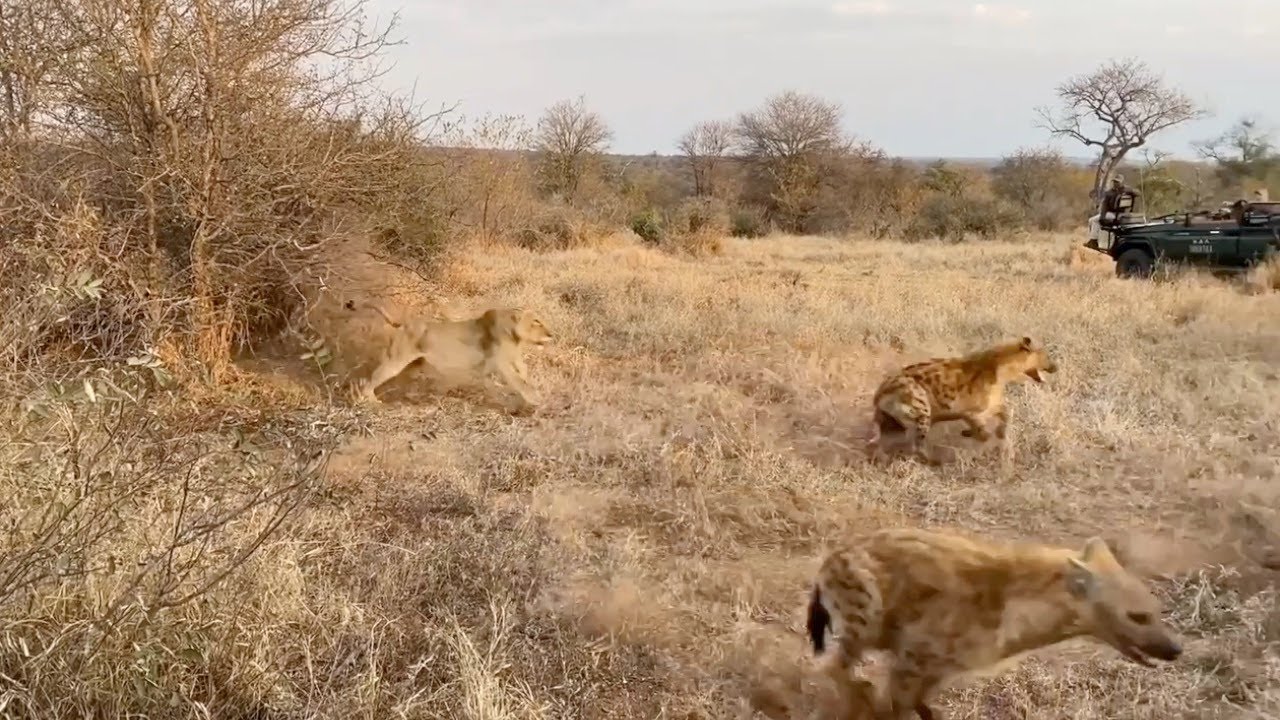 Lions surprise a hyena clan
