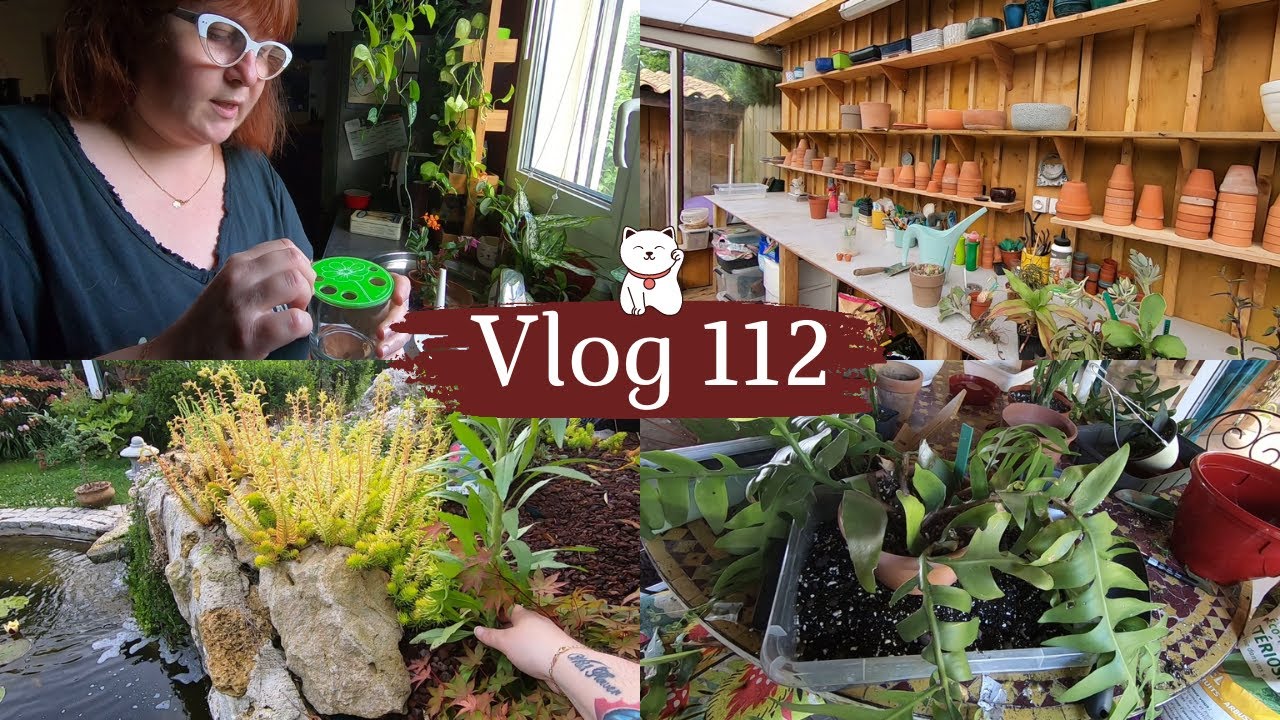 VLOG 112🌿 Je rempote des EPIPHYLLUMS | On a bien avancé cette semaine dans le jardin et la serre😃