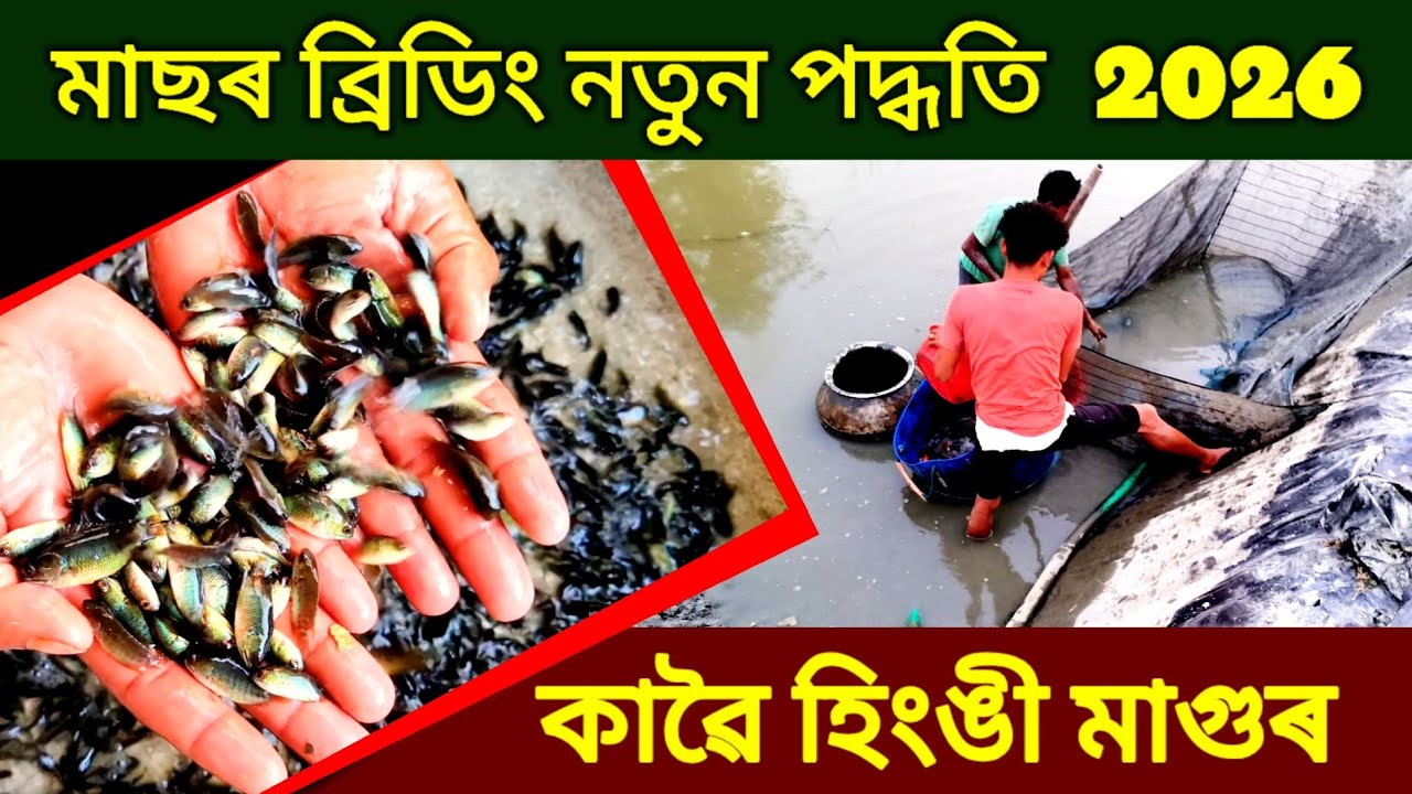 মাছৰ ব্ৰিডিং নতুন পদ্ধতি  2026 / Assam fish hatchery / Fish Farming in Assam / Catfish Frame  Assam 