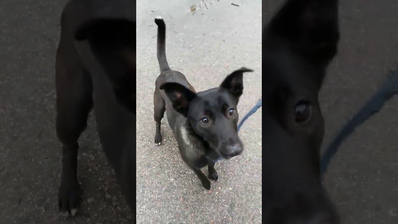 A very scared dog learn to trust the people, part 2