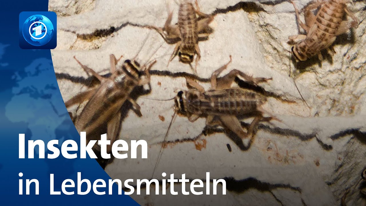 EU beschlie&szlig;t: Hausgrillen als Lebensmittel erlaubt
