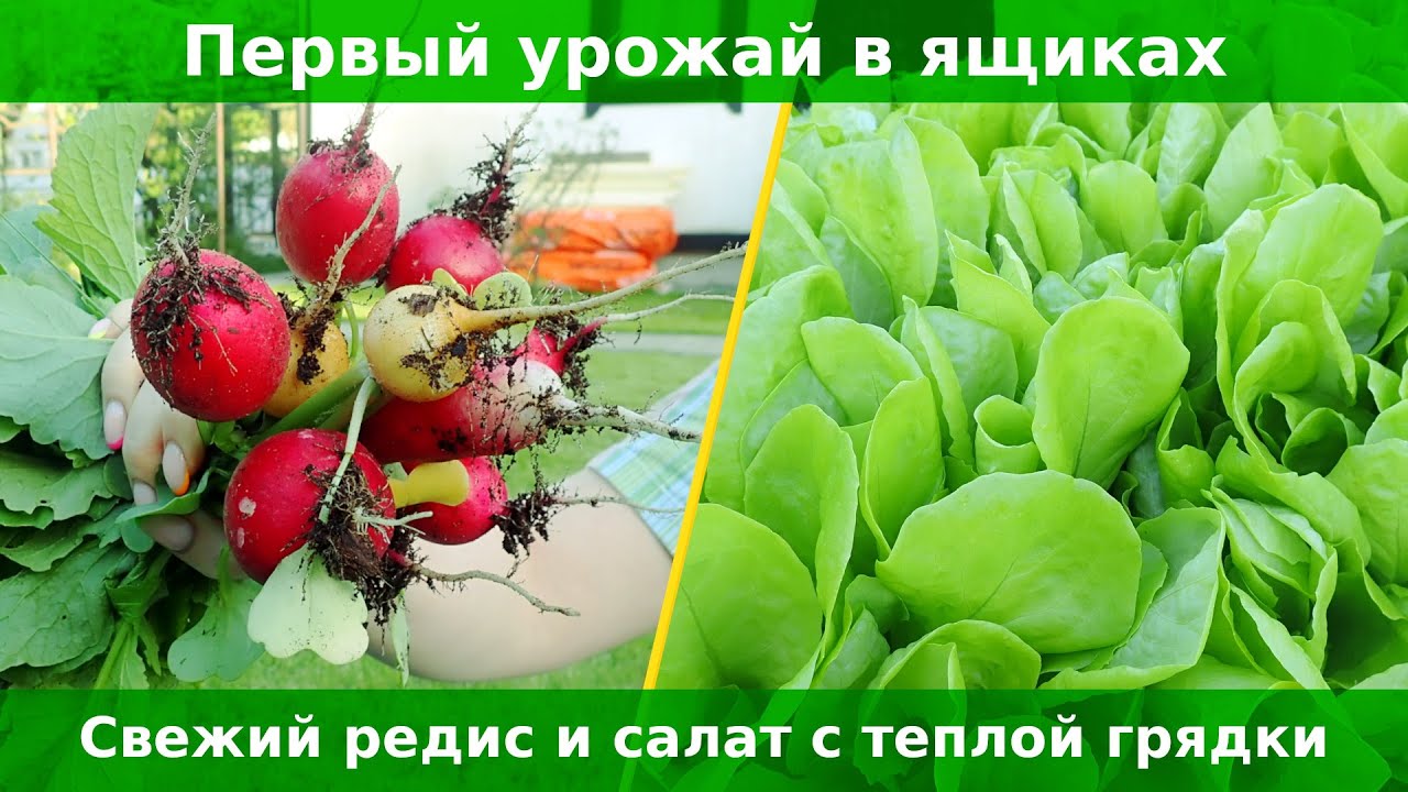 Нескучный огород #5. Июнь. Зелень в ящиках приносит плоды. Огурцы в бутылках быстро растут