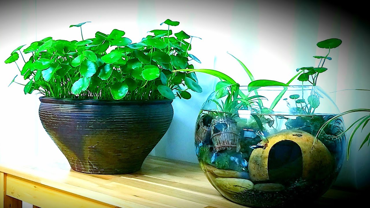 (행복한 수반생활) 🍀천연가습기/수반/어항🍀 물갈이방법~   (How to change Water in a fish jar/planted water coin)
