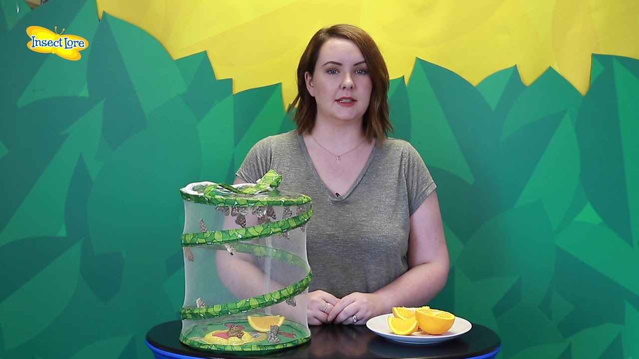 Insect Lore - Feeding Your Butterflies