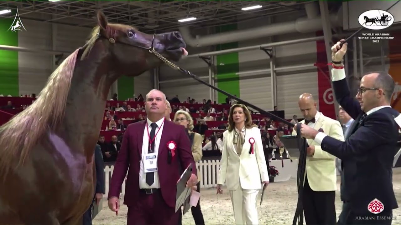 N 103 HADER AL SHAQAB   World Arabian Horse Championship 2022   PARIS   Junior Colts Section B Class
