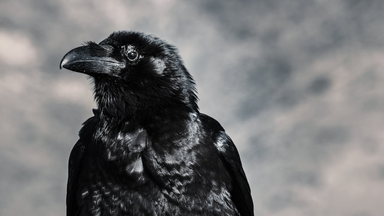 12 Pros and Cons of Having a Crow as a Pet