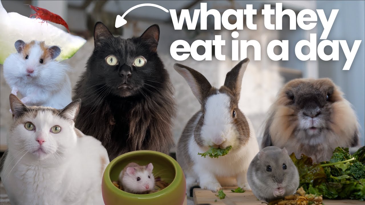 Что едят мои питомцы за день 🐹🐰🐱🦐