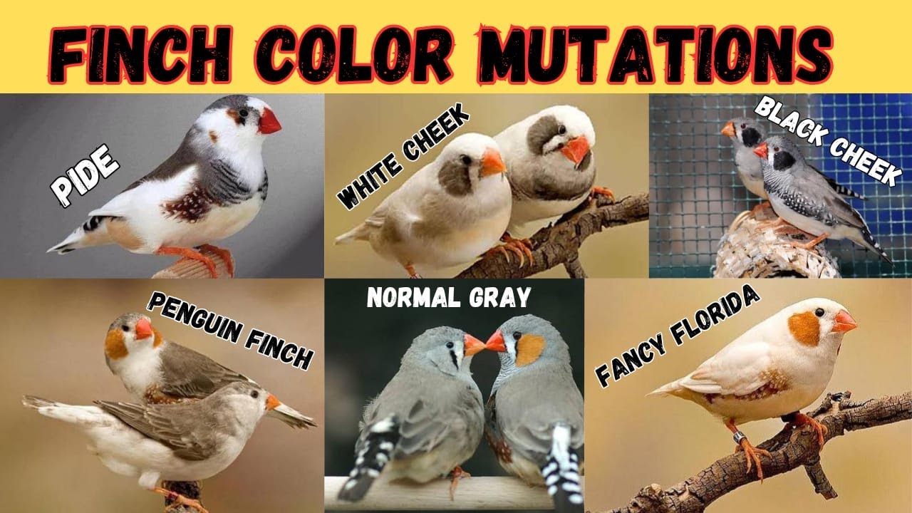 Zebra Finch Color Mutations🥰🥰 | Identifying and Understanding Different Varieties | Khubaib Pets