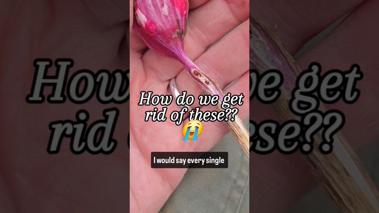 #alliumleafminer #garlic #onions #allotmentuk#allotment #allotmentlife #growyourown #growyourownfood