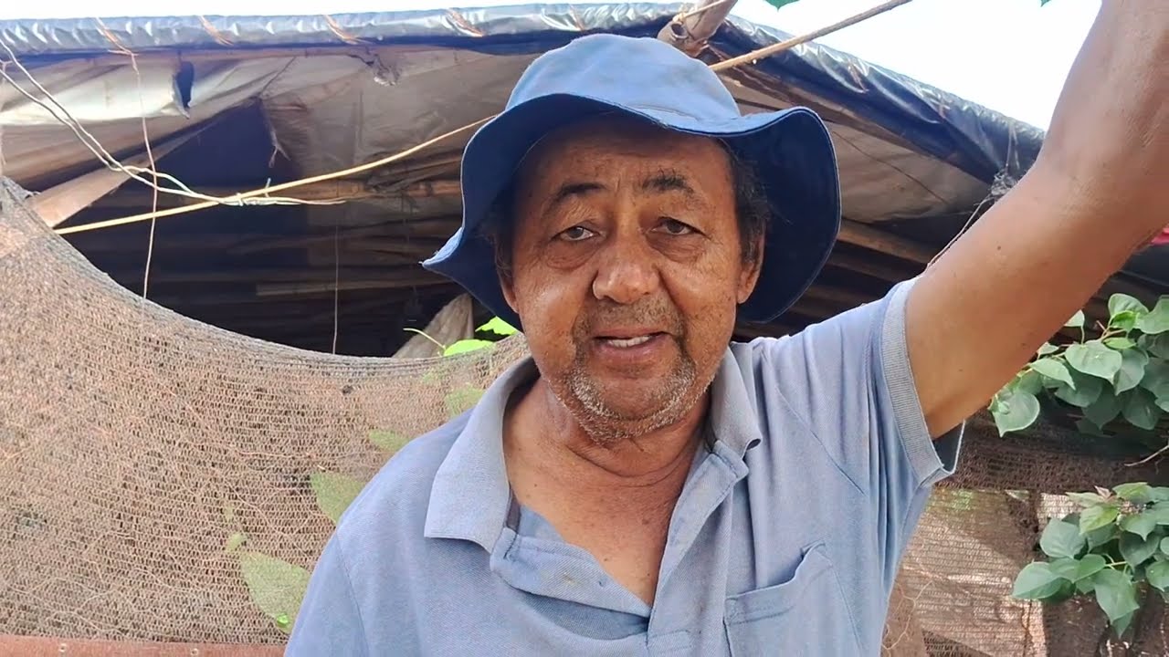 Como eu trato dos porcos pra ficar muito barato 