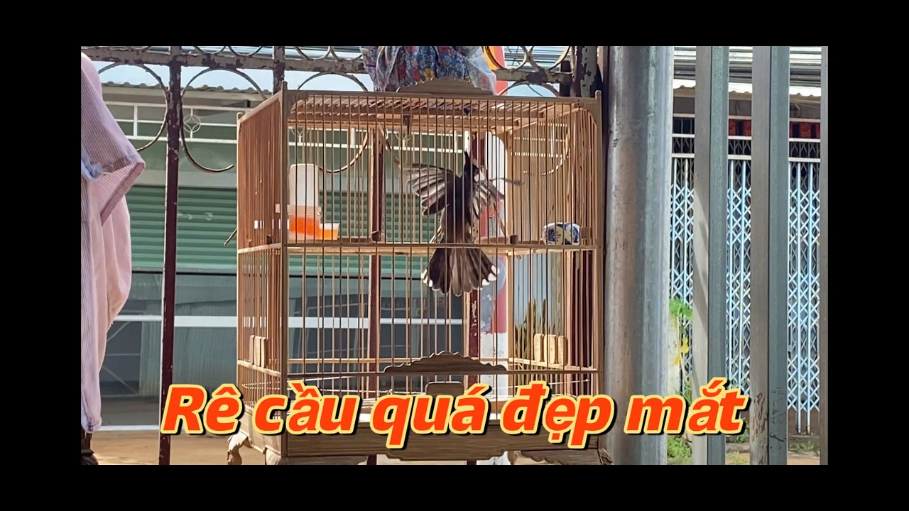 Bổi mùa đầu phách rê cầu quá đẹp mắt, đỉnh cao của rê cầu vừa tốc độ vừa dẻo #birds 