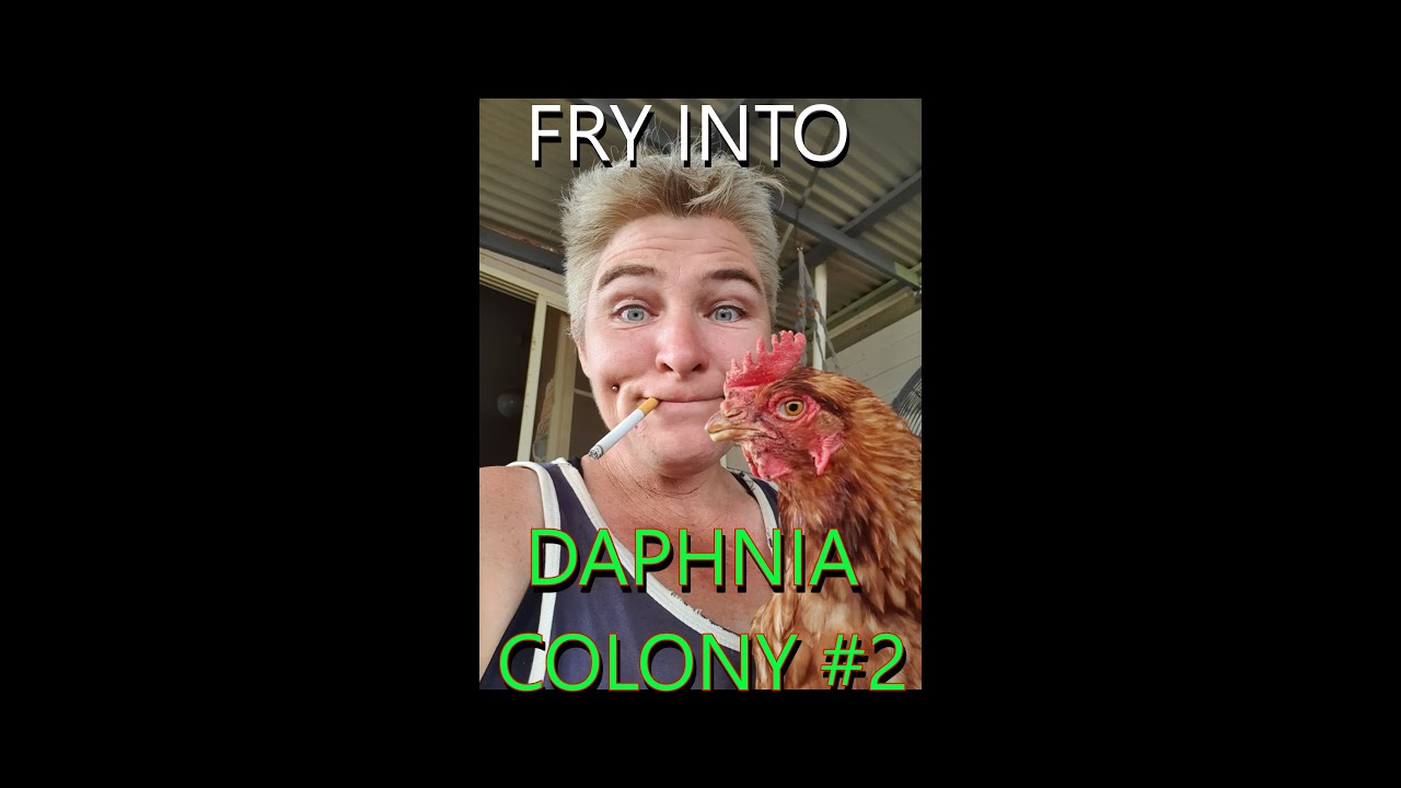 Fry into daphnia colony ... the 2nd part