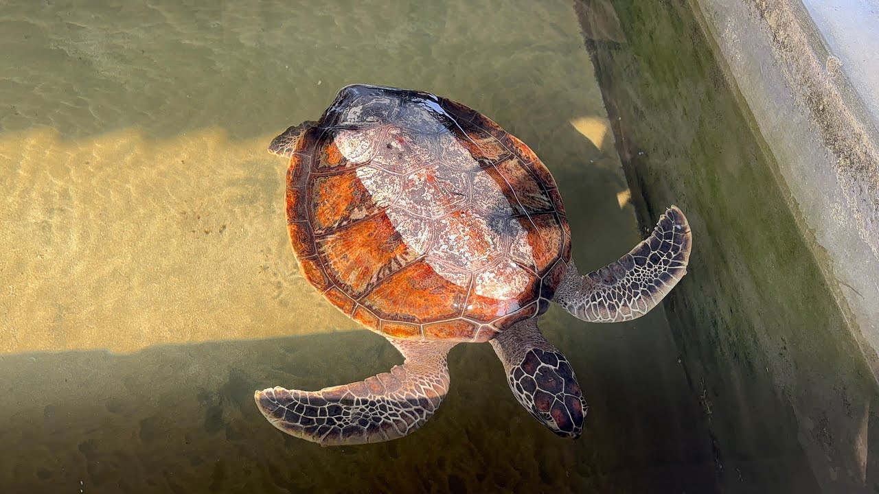 එන්න අපි කැස්බෑවො බලන්න කොස්ගොඩ යමු/ Kosgoda Sea Turtle Conservation Project 