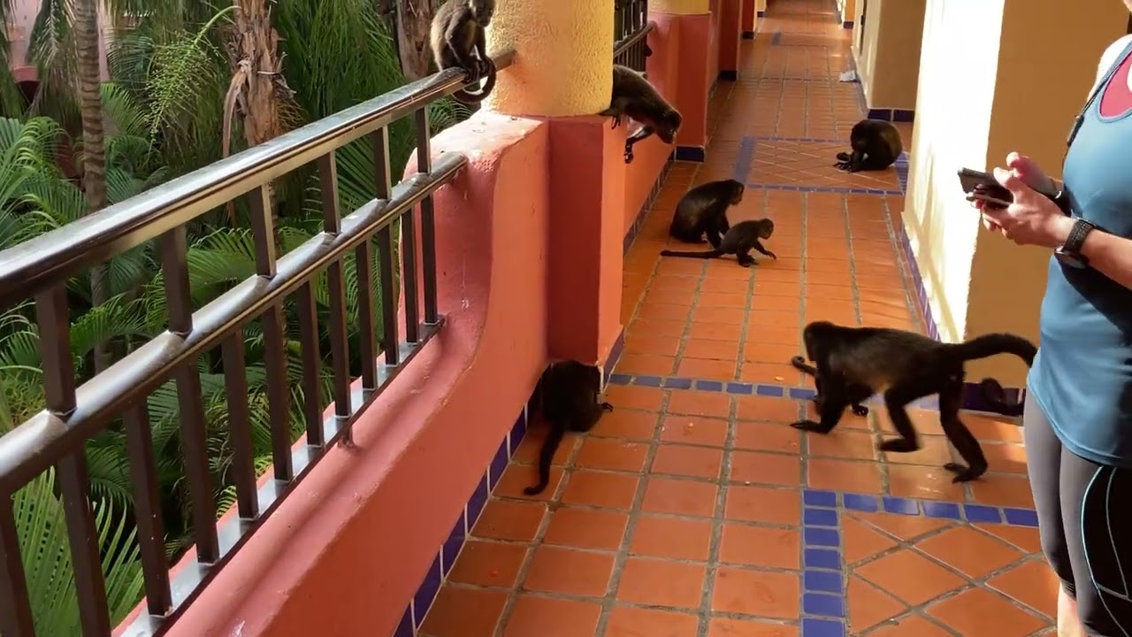 sp discovering monkeys
